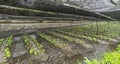 Panoramic view of water flowing on Wasabi plantation field at Daio Wasabi Farm Ã¥Â¤Â§Ã§Å½â¹Ã£âÂÃ£Ââ¢Ã£ÂÂ³Ã¨Â¾Â²Ã¥Â Â´. Royalty Free Stock Photo